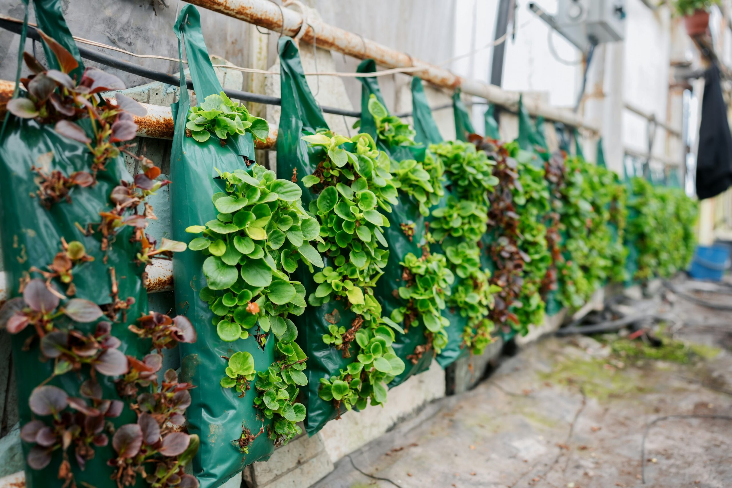 The Benefits of Vertical Gardens for Small Yards